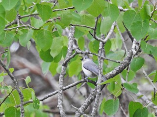  - Tufted Titmouse