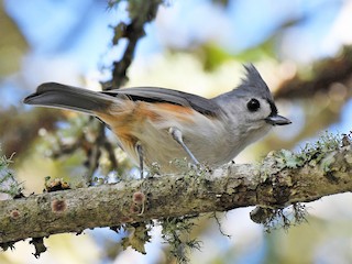  - Tufted Titmouse