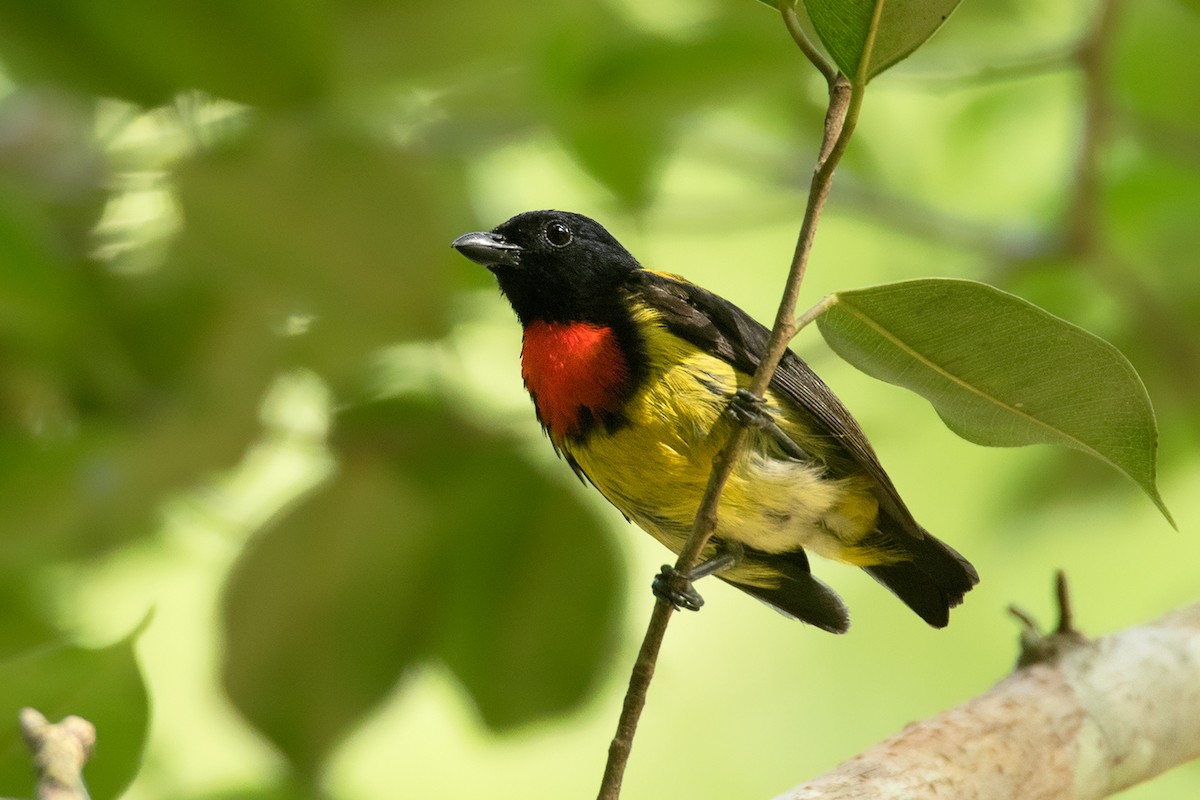 Scarlet-breasted Flowerpecker - Ayuwat Jearwattanakanok