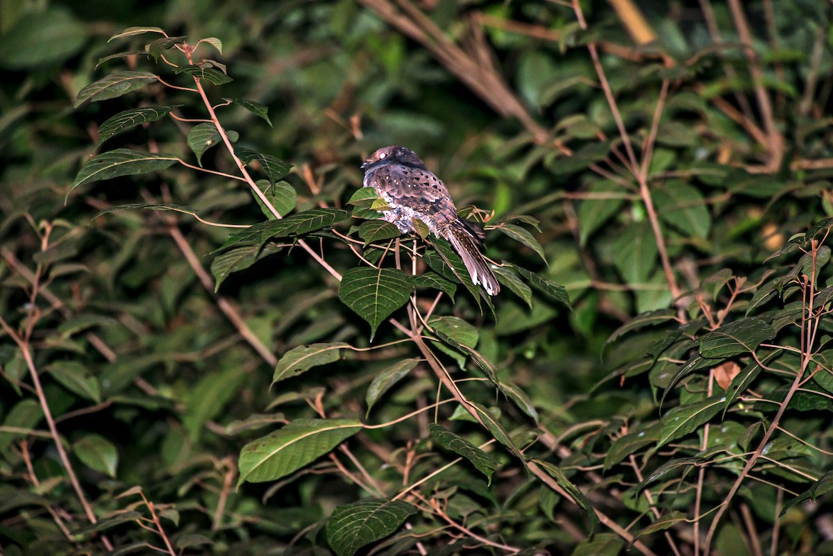Ocellated Poorwill - ML63746411