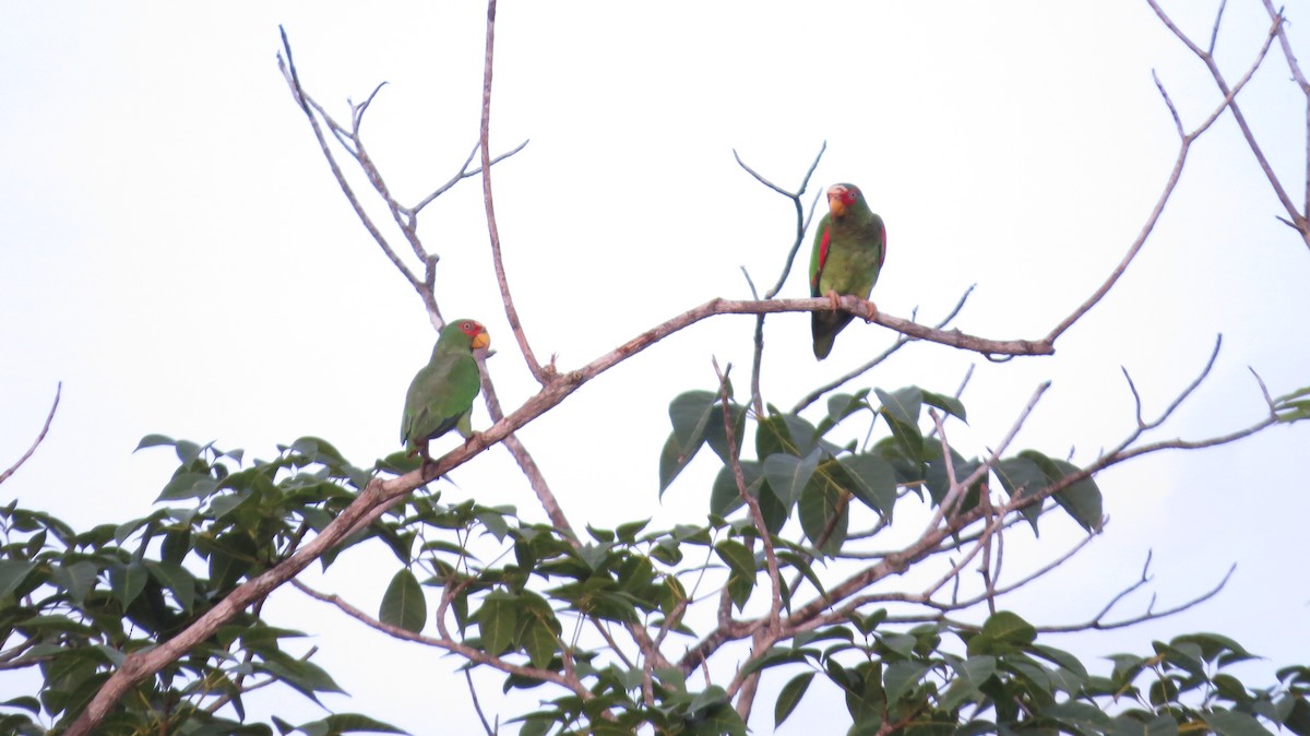 White-fronted Parrot - Linda Merry