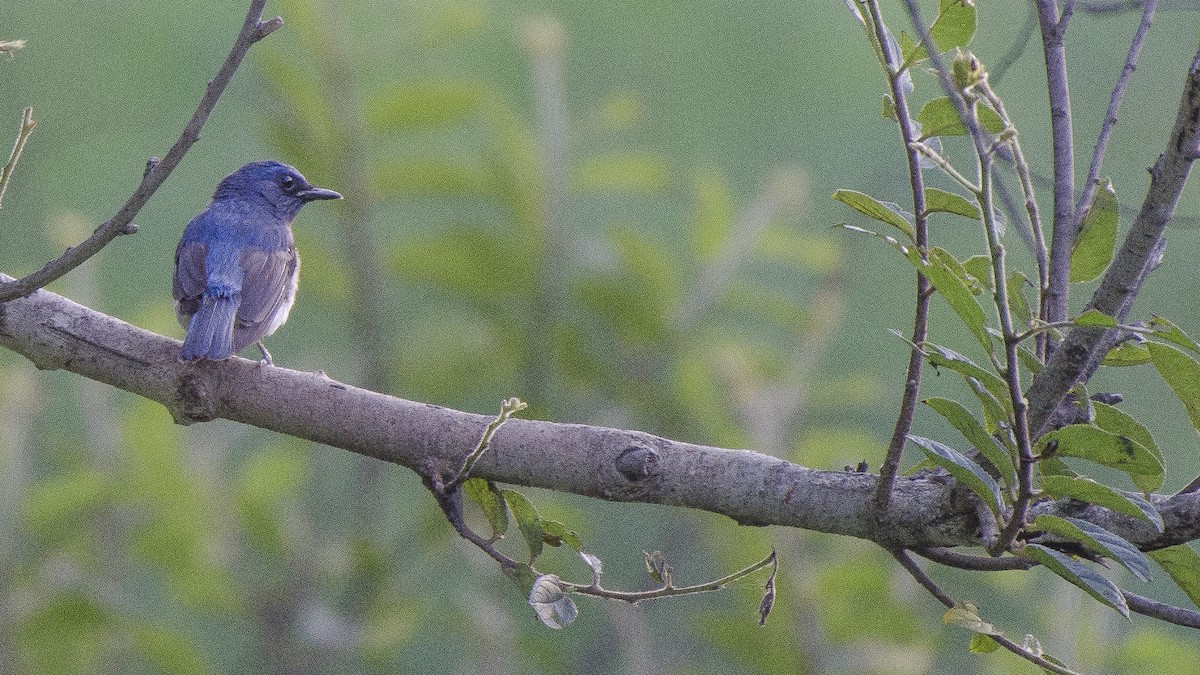 Blue-throated Flycatcher - Parmil Kumar