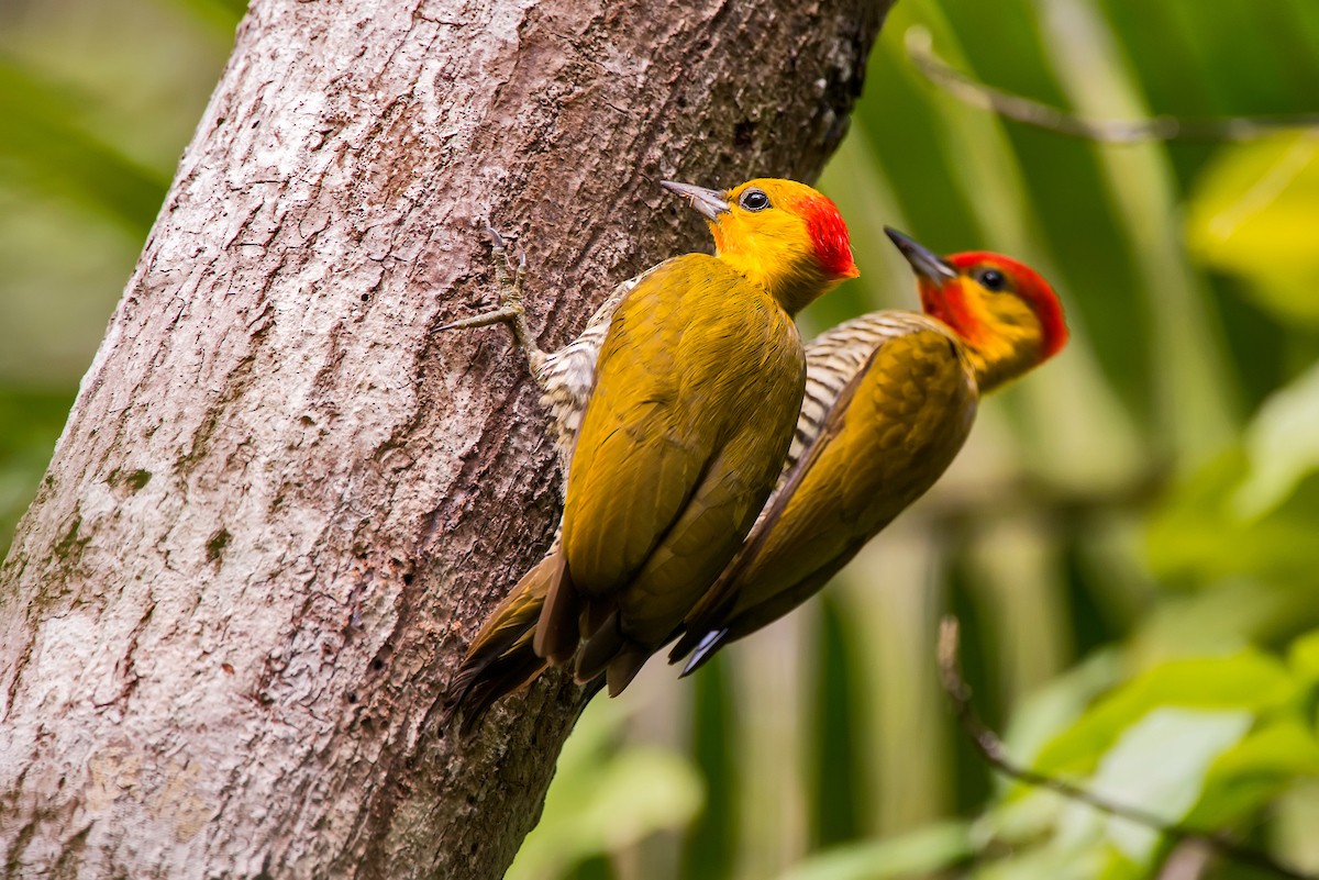 Yellow-throated Woodpecker - ML63749981
