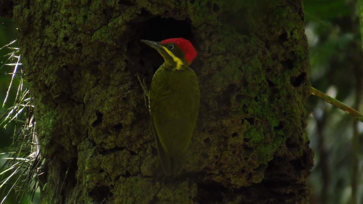 Golden-green Woodpecker - ML63749991
