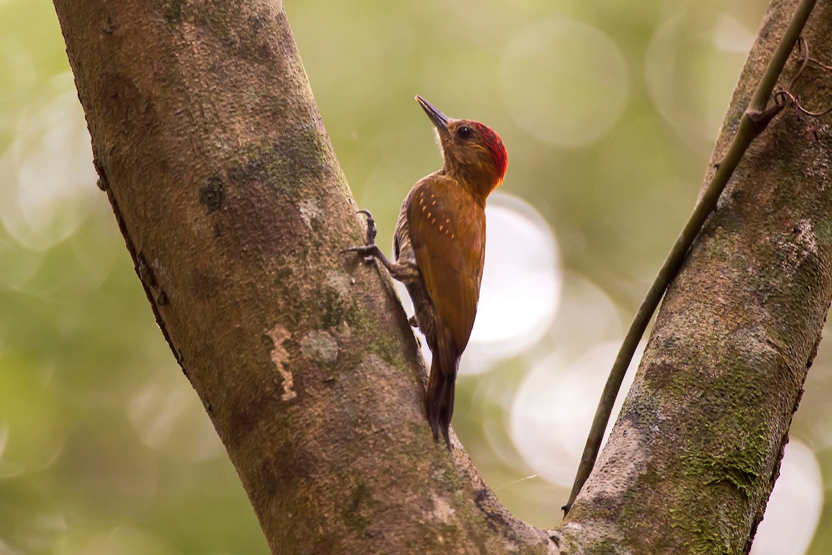 Red-stained Woodpecker - ML63750131
