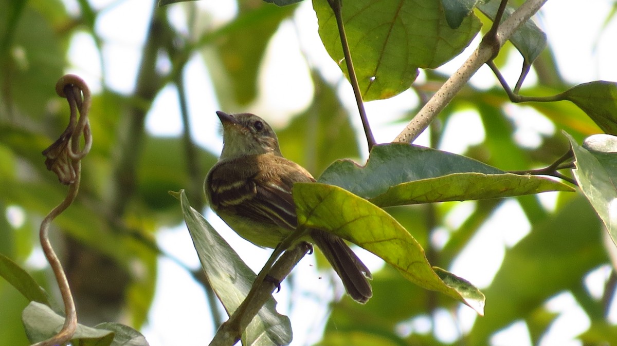 Northern Mouse-colored Tyrannulet - ML63750261