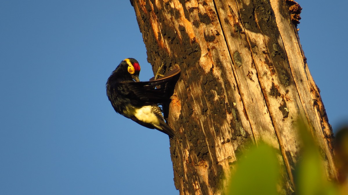 Yellow-tufted Woodpecker - Jorge Muñoz García   CAQUETA BIRDING