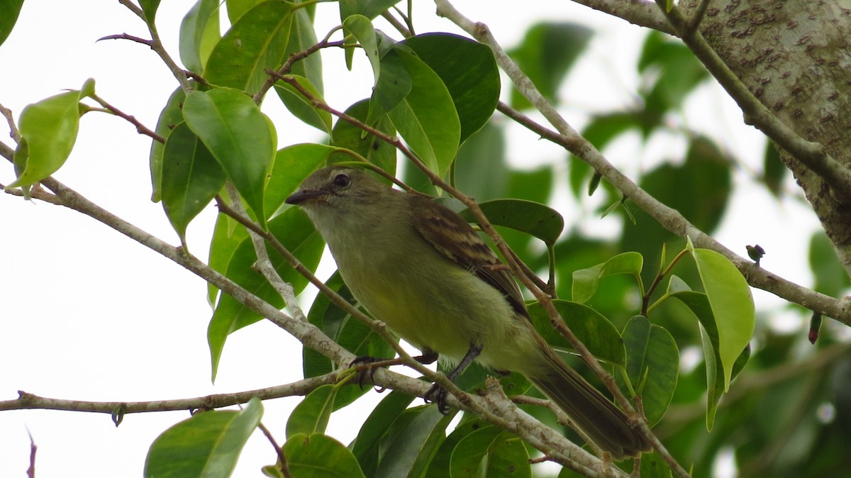 Northern Mouse-colored Tyrannulet - ML63751381