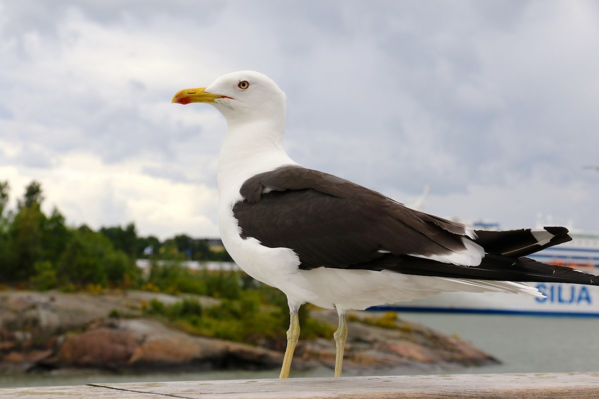 Lesser Black-backed Gull (fuscus) - Olivier Langrand
