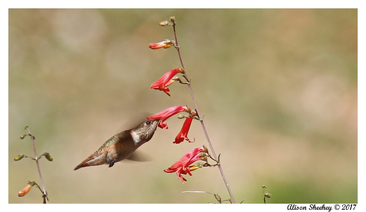 Rufous Hummingbird - Alison Sheehey