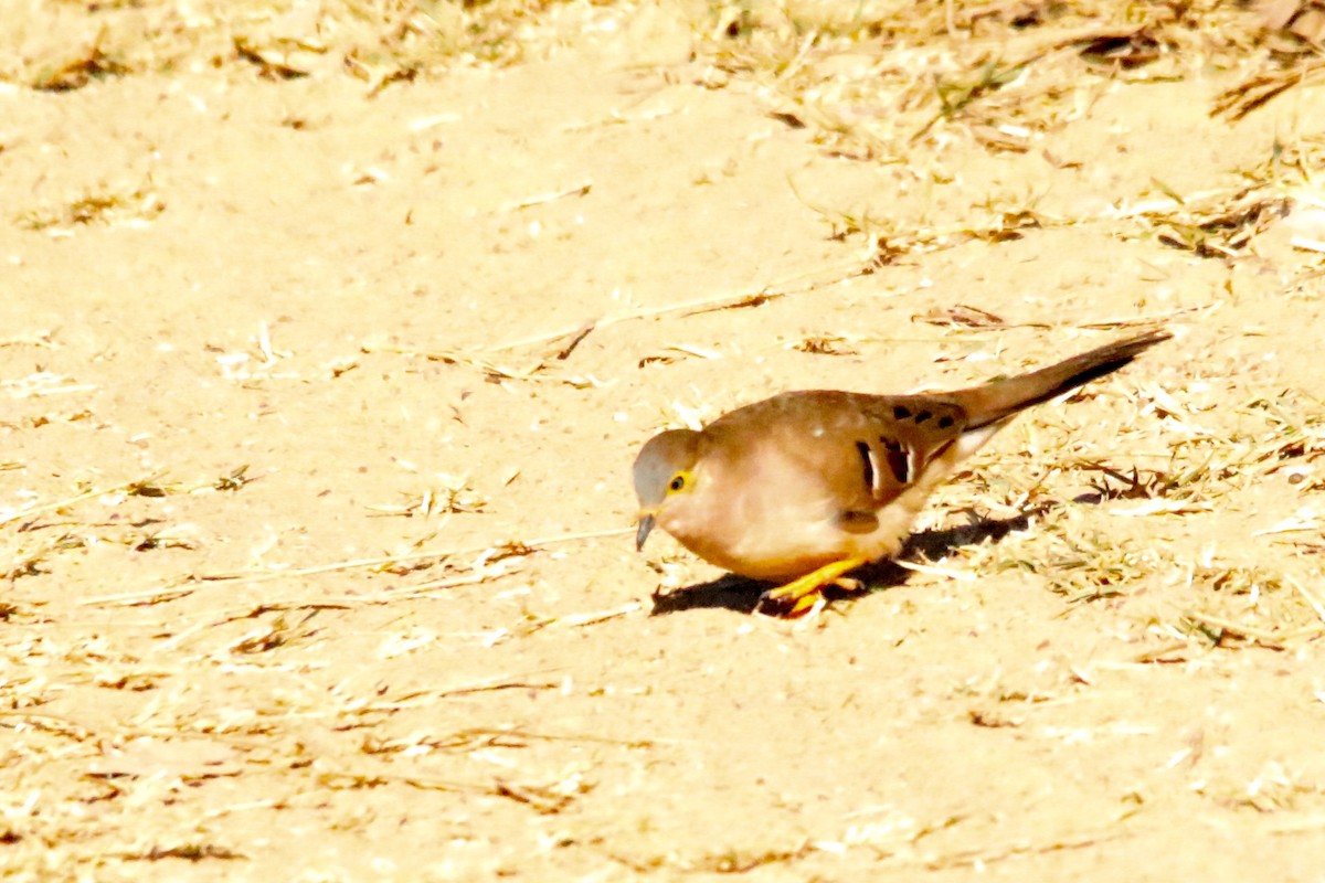 Long-tailed Ground Dove - ML63758511