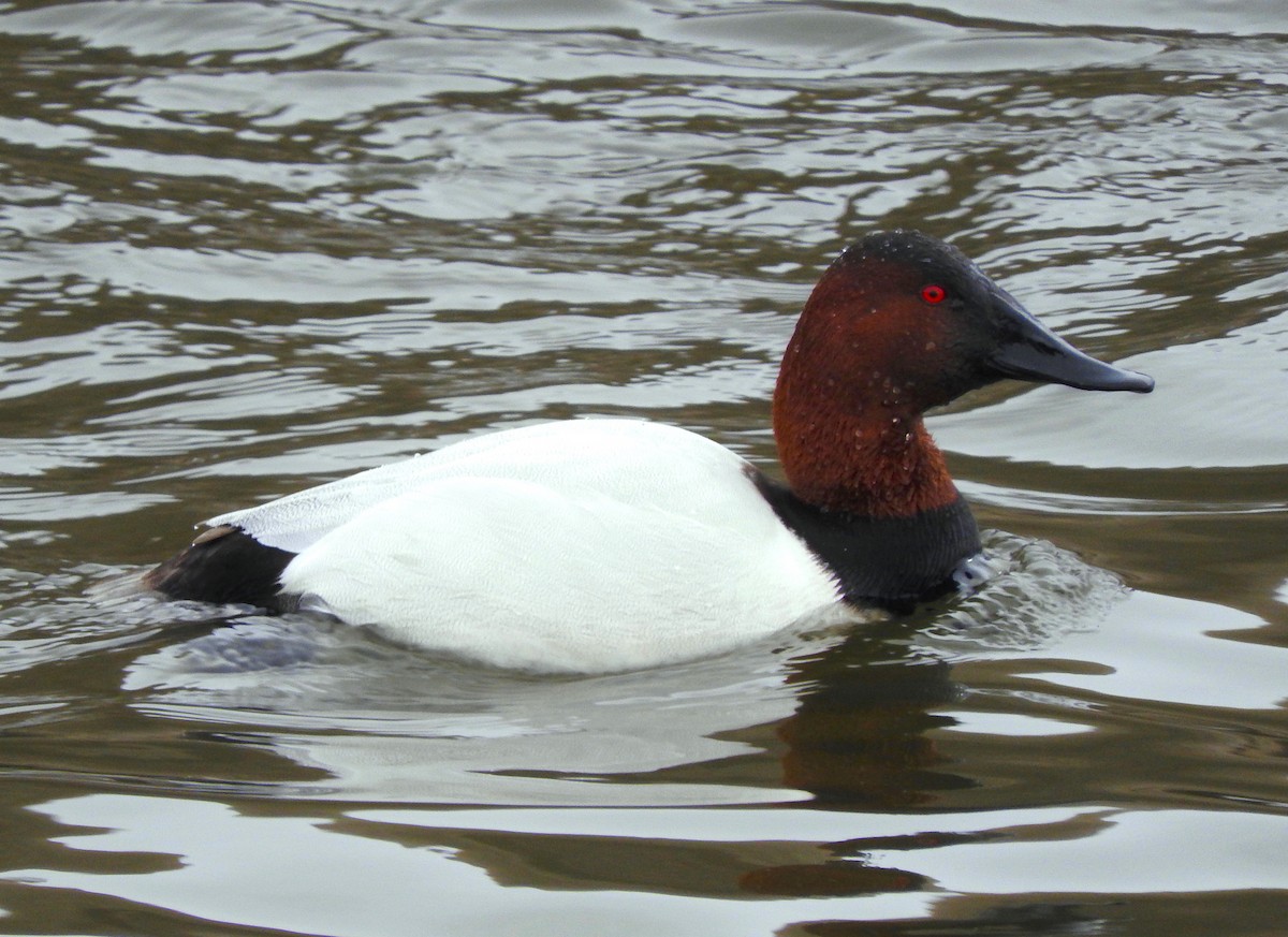 Canvasback - Dean Hester