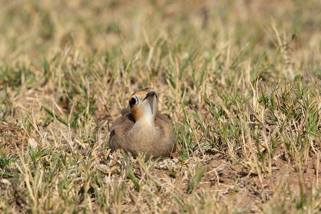 An adult crouches low while keeping an eye out for an aerial threat. Crouching low may prevent an individual from casting a shadow and help it to escape detection.&nbsp; - Temminck's Courser - 