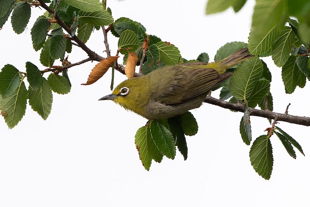 Swinhoe's White-eye