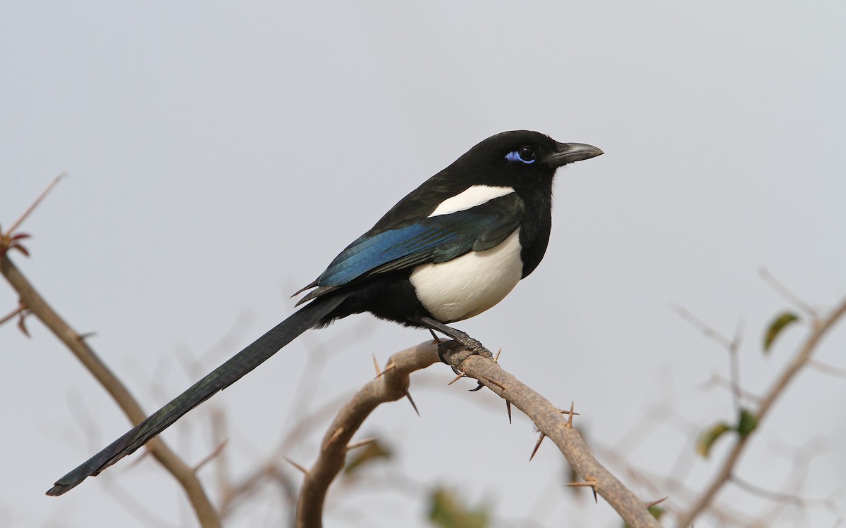 Maghreb Magpie - ML63762451