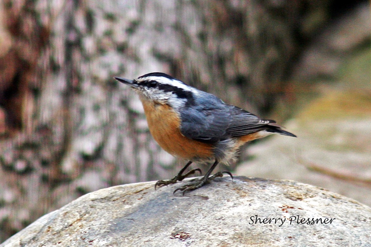 Red-breasted Nuthatch - ML63762641