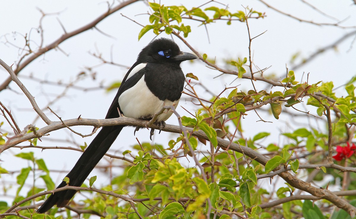 Maghreb Magpie - ML63762661