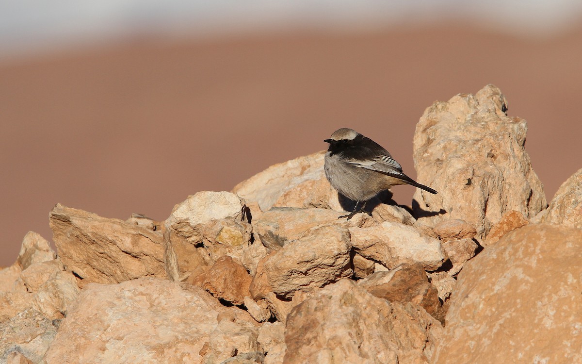 Red-rumped Wheatear - Christoph Moning