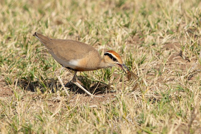 An adult feeding on a northern harvester termite alate (<em class="SciName notranslate">Hodotermes&nbsp;mossambicus</em>). - Temminck's Courser - 