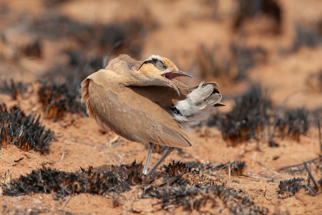 Preening. - Temminck's Courser - 
