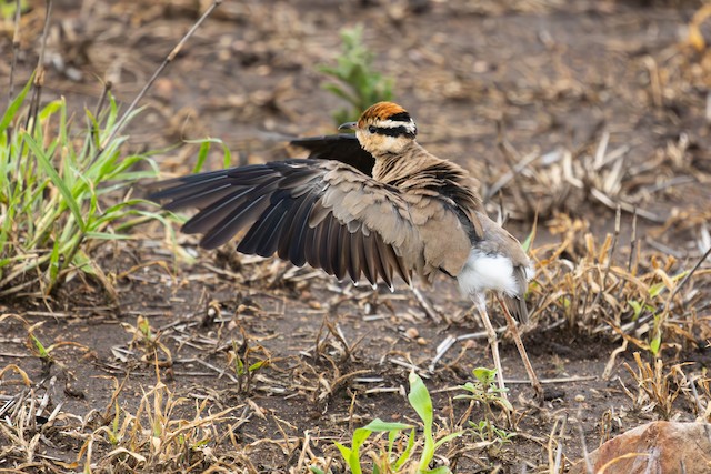 Wing flapping forms part of the self-maintenance regime. - Temminck's Courser - 