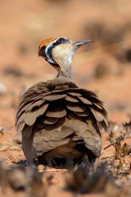 An incubating adult eyeing the sky for aerial threats. - Temminck's Courser - 
