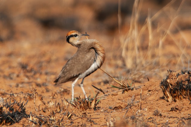 The "plover's bow" display. - Temminck's Courser - 