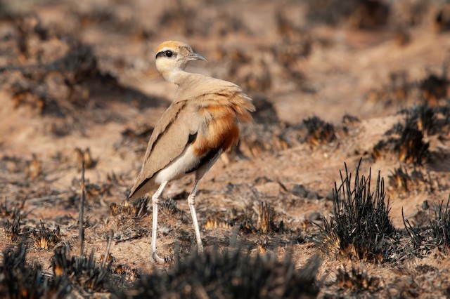 The "plover's bow". - Temminck's Courser - 