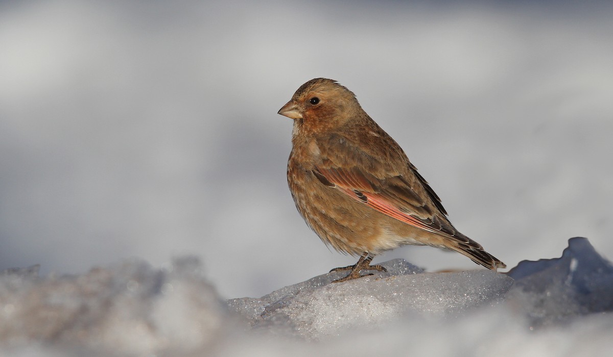 Crimson-winged Finch (African) - ML63766221