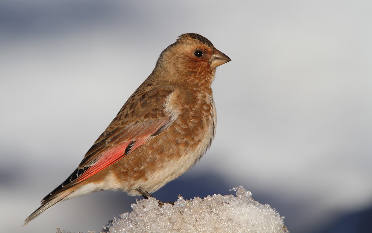 Crimson-winged Finch (African) - Christoph Moning