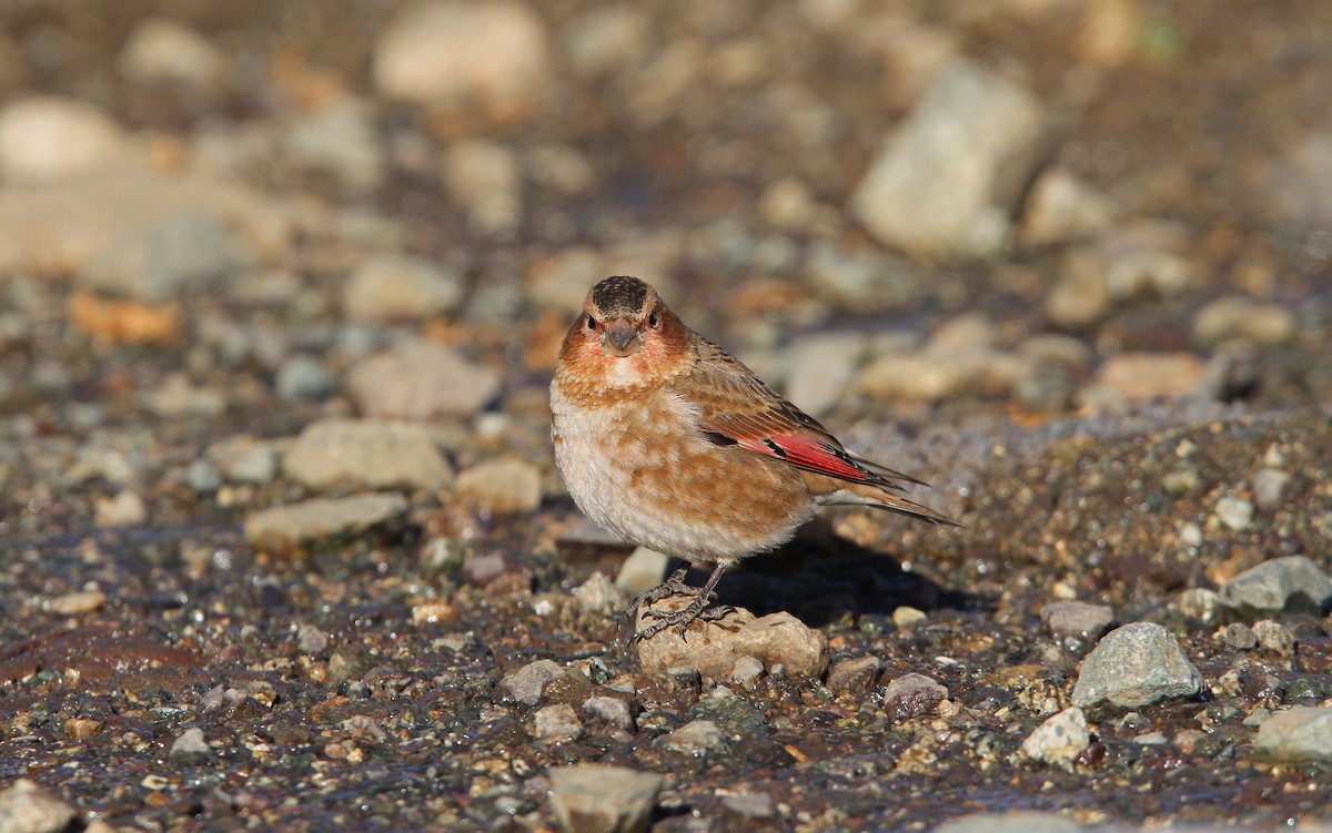 Crimson-winged Finch (African) - Christoph Moning