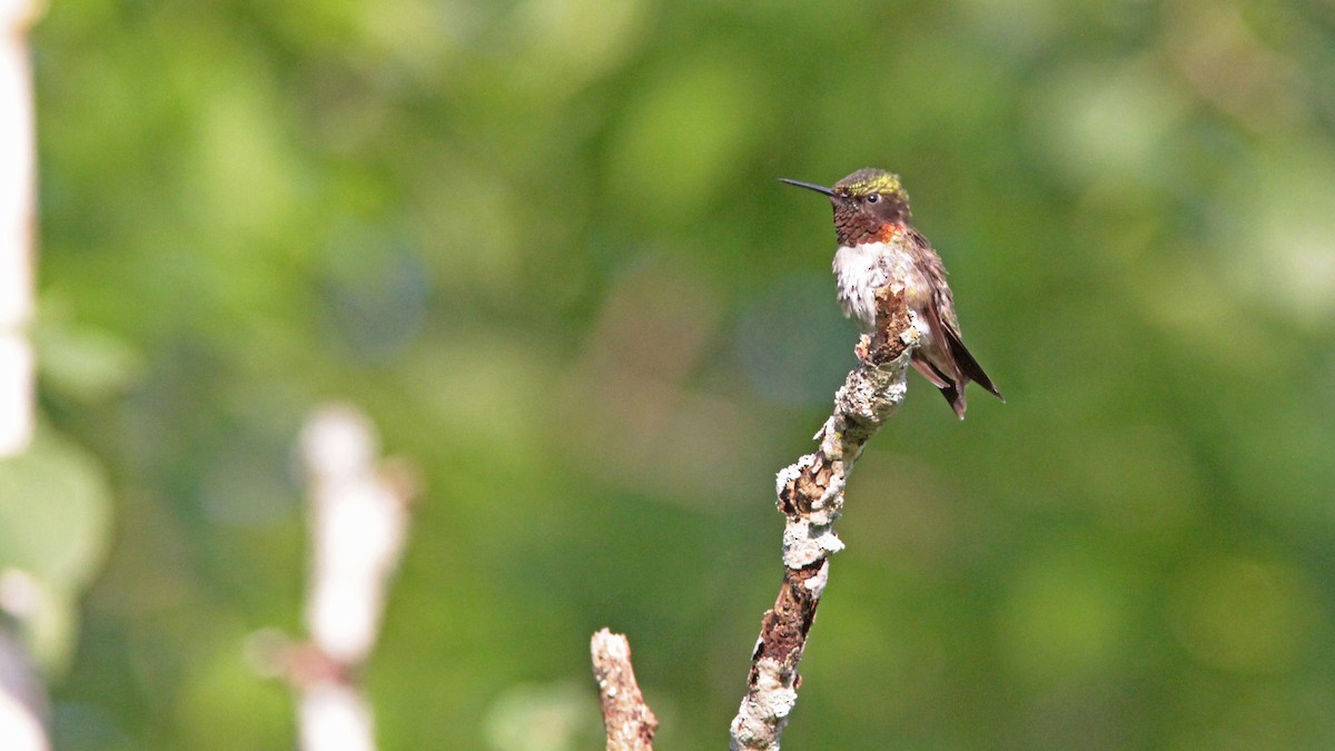 Ruby-throated Hummingbird - Pierre Bergeron