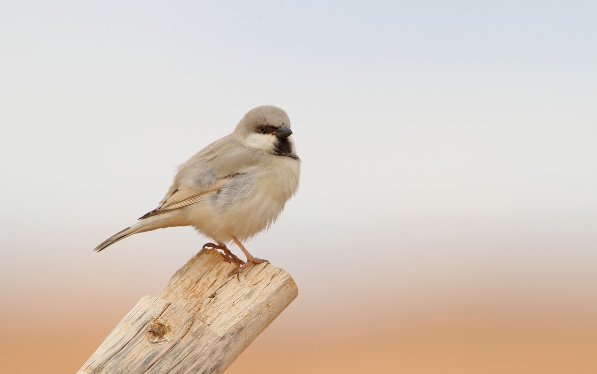 Desert Sparrow - ML63767711