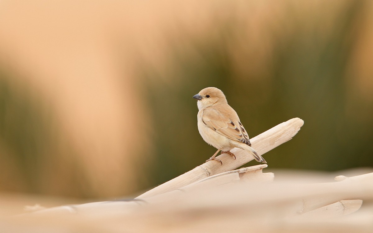 Desert Sparrow - Christoph Moning