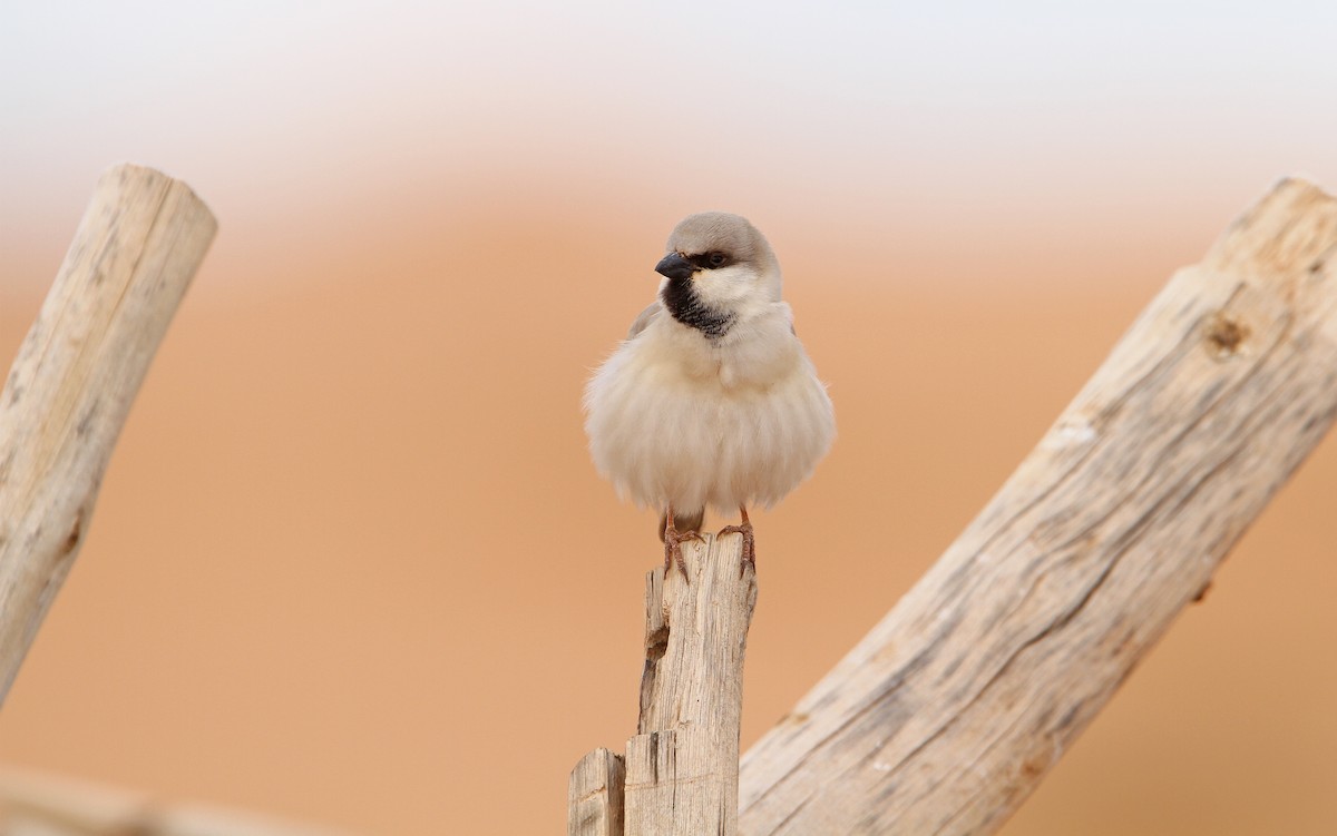 Desert Sparrow - ML63767871