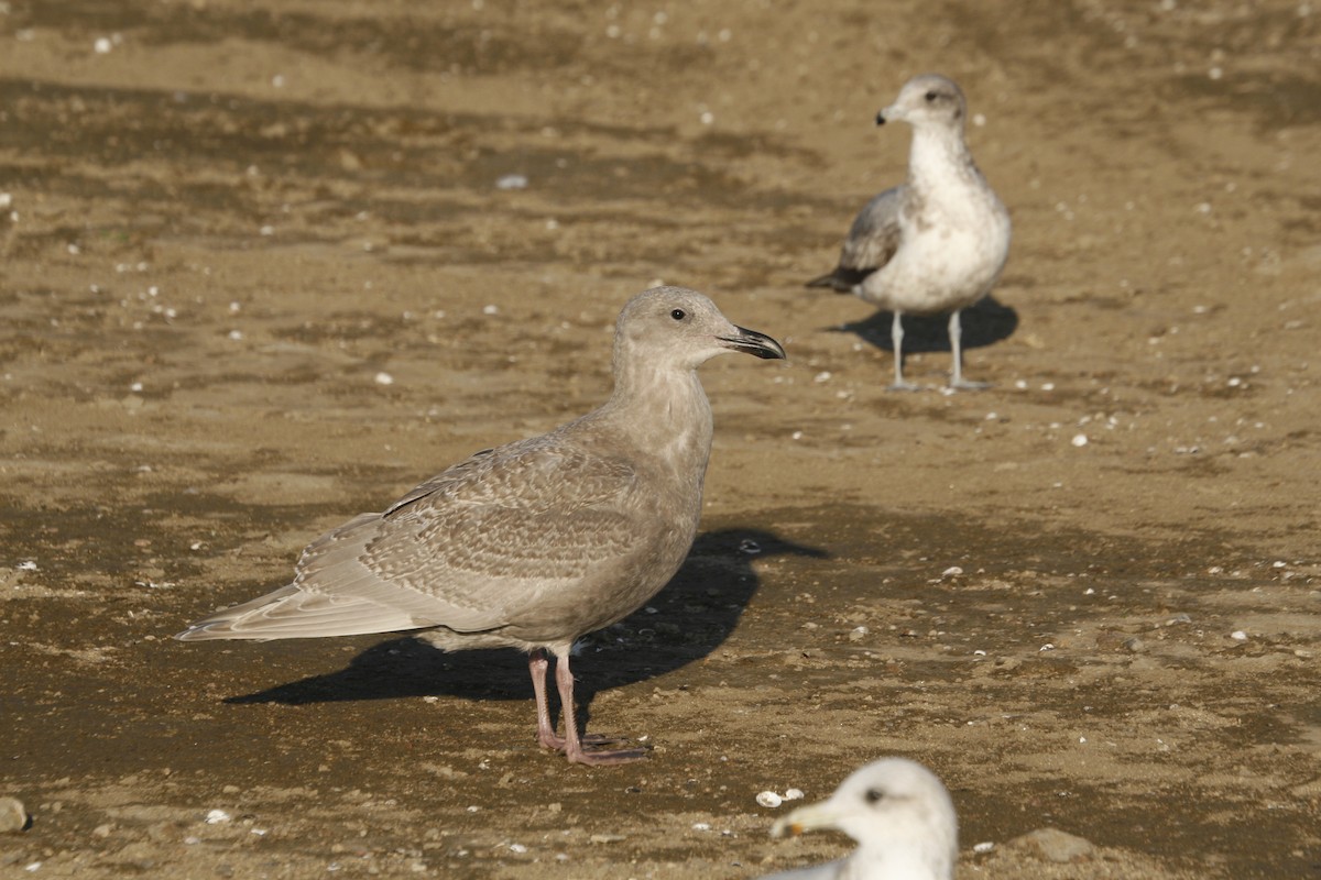 Glaucous-winged Gull - Alison Sheehey