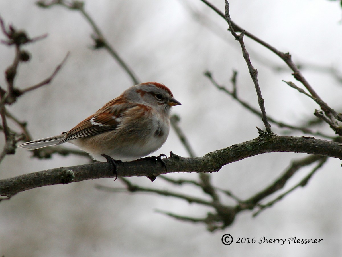 American Tree Sparrow - Sherry Plessner