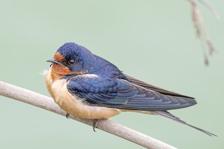 Barn Swallow
