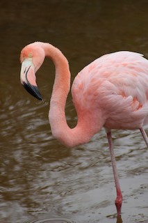 American Flamingo, ML63772271