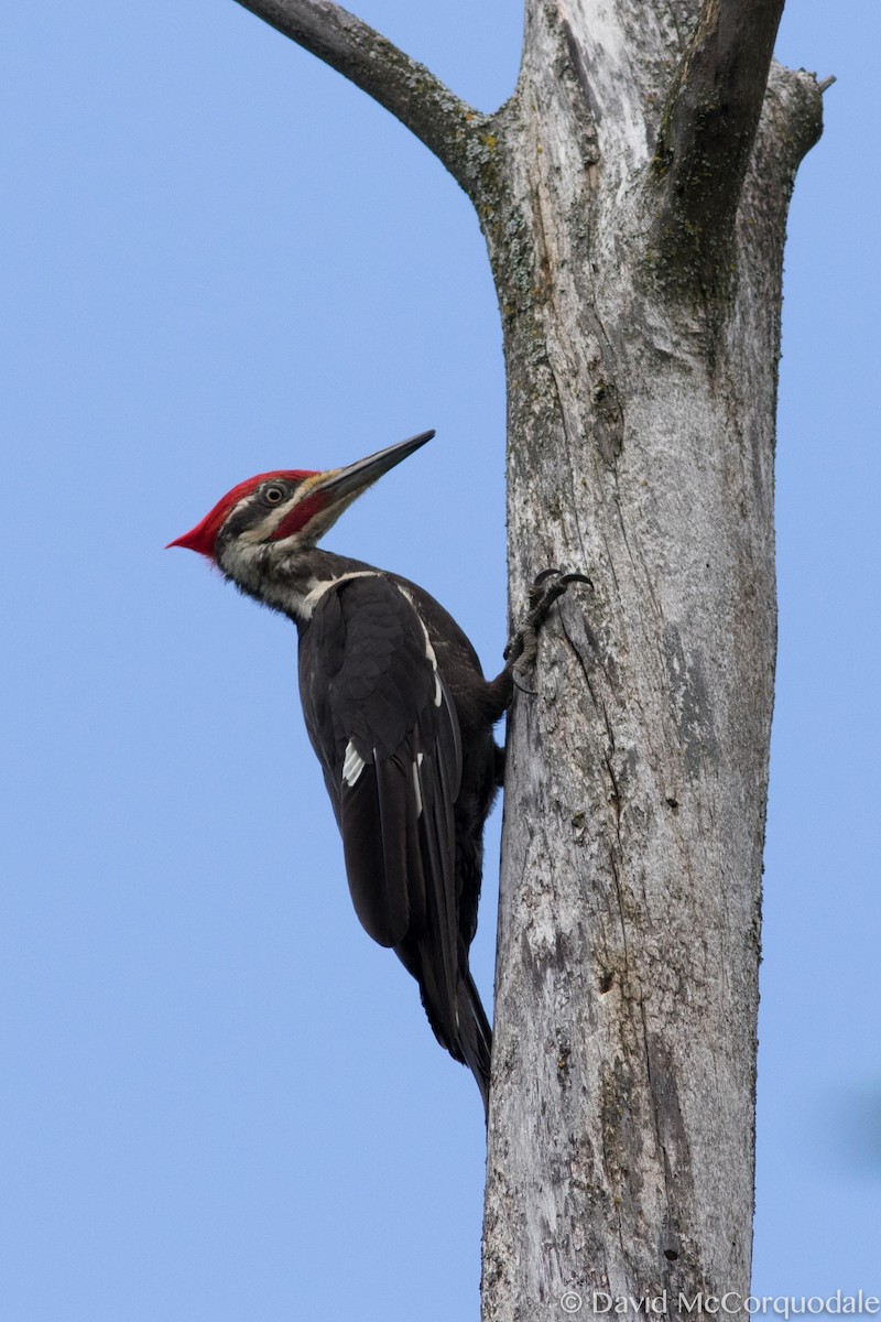 Pileated Woodpecker - David McCorquodale