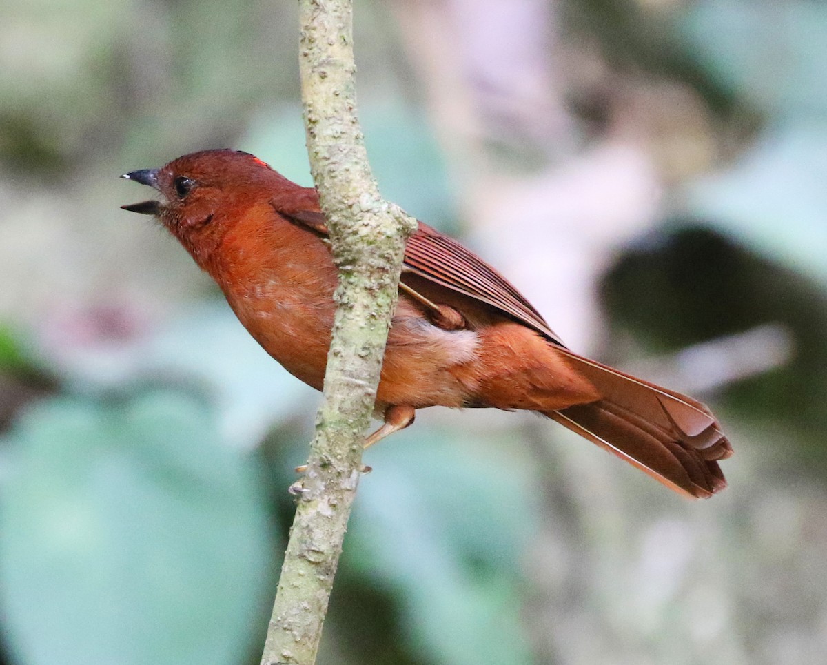 Red-crowned Ant-Tanager - ML63772931