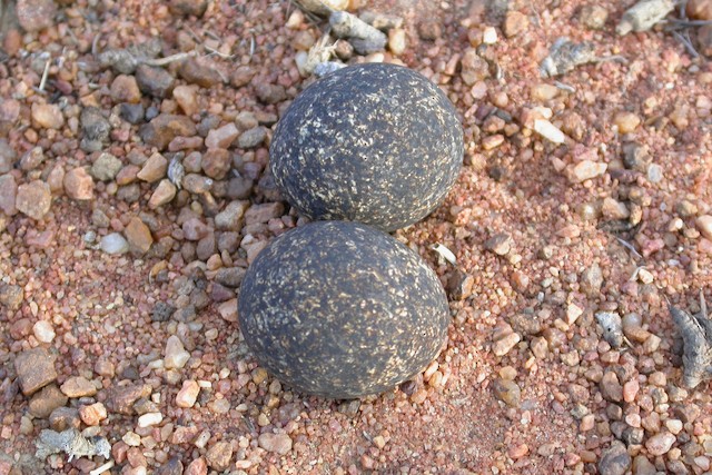 Eggs. - Temminck's Courser - 