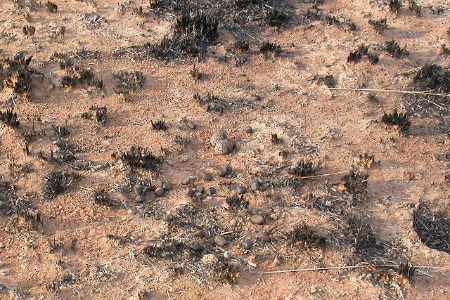 Nest. - Temminck's Courser - 