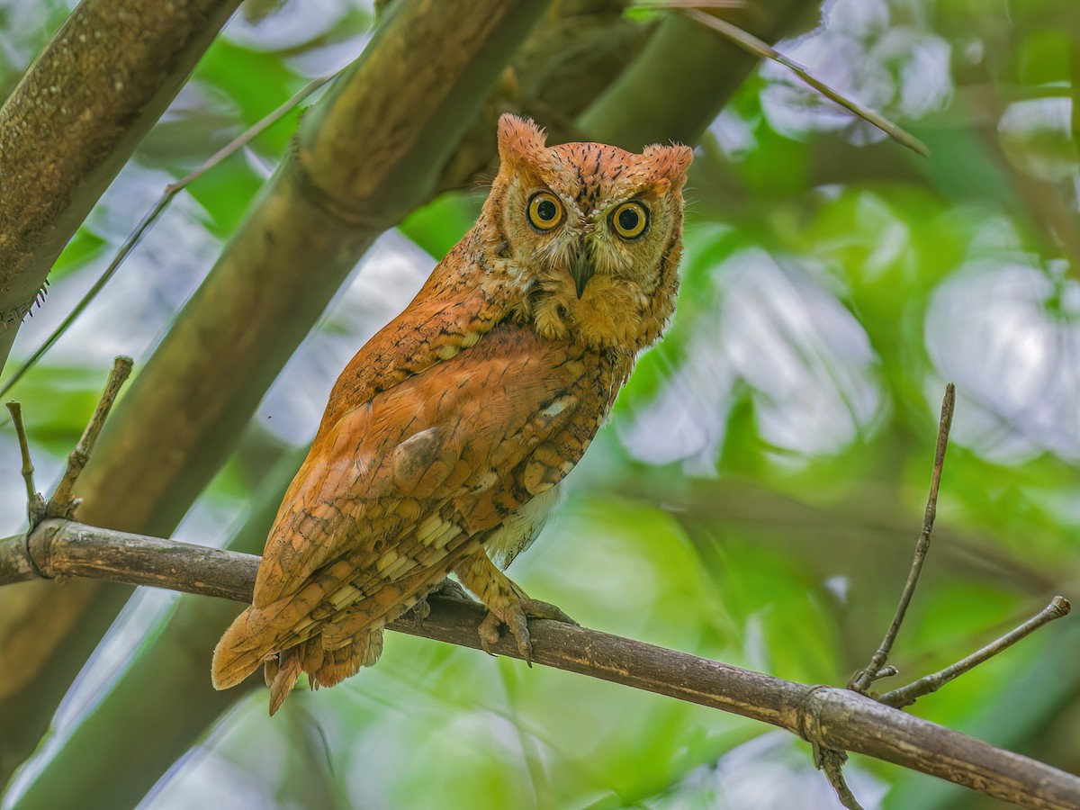 Oriental Scops-Owl - Otus sunia - Birds of the World