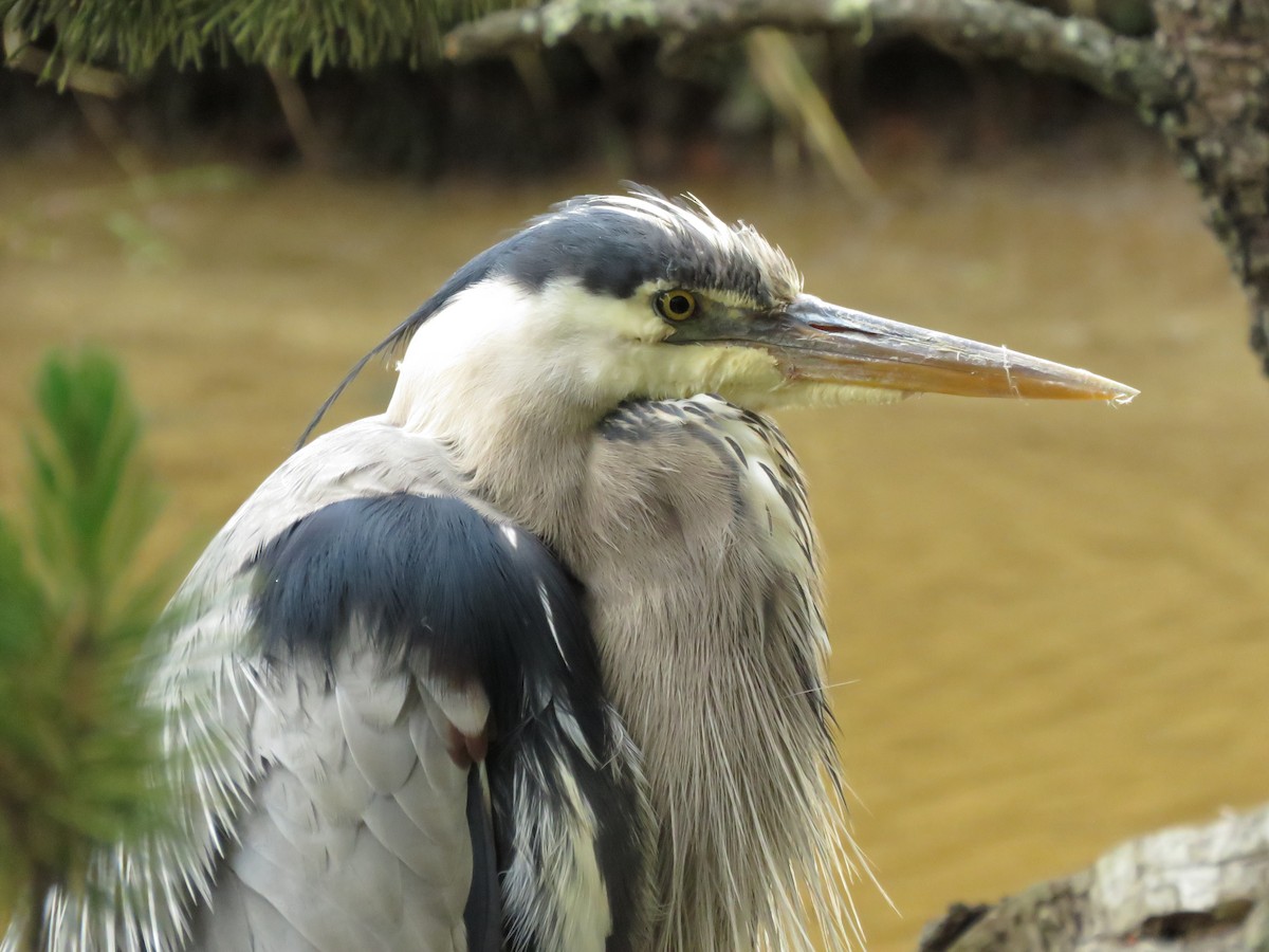 Great Blue Heron - ML63775201