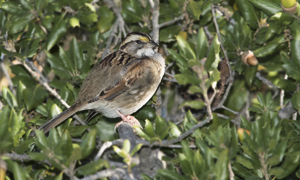 White-throated Sparrow - Dave Furseth