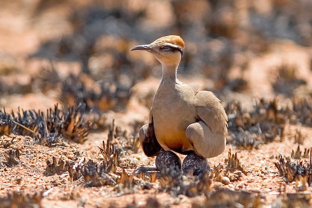 Incubating adult. - Temminck's Courser - 