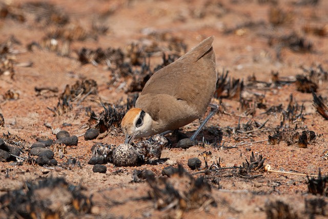 A parent attempting to remove the eggshell before the chick has hatched completely. - Temminck's Courser - 