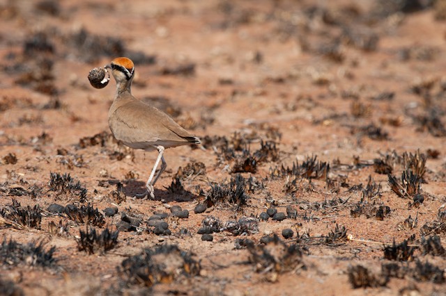 An adult removing an eggshell. - Temminck's Courser - 
