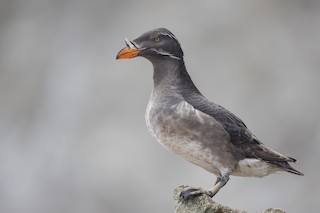 Rhinoceros Auklet